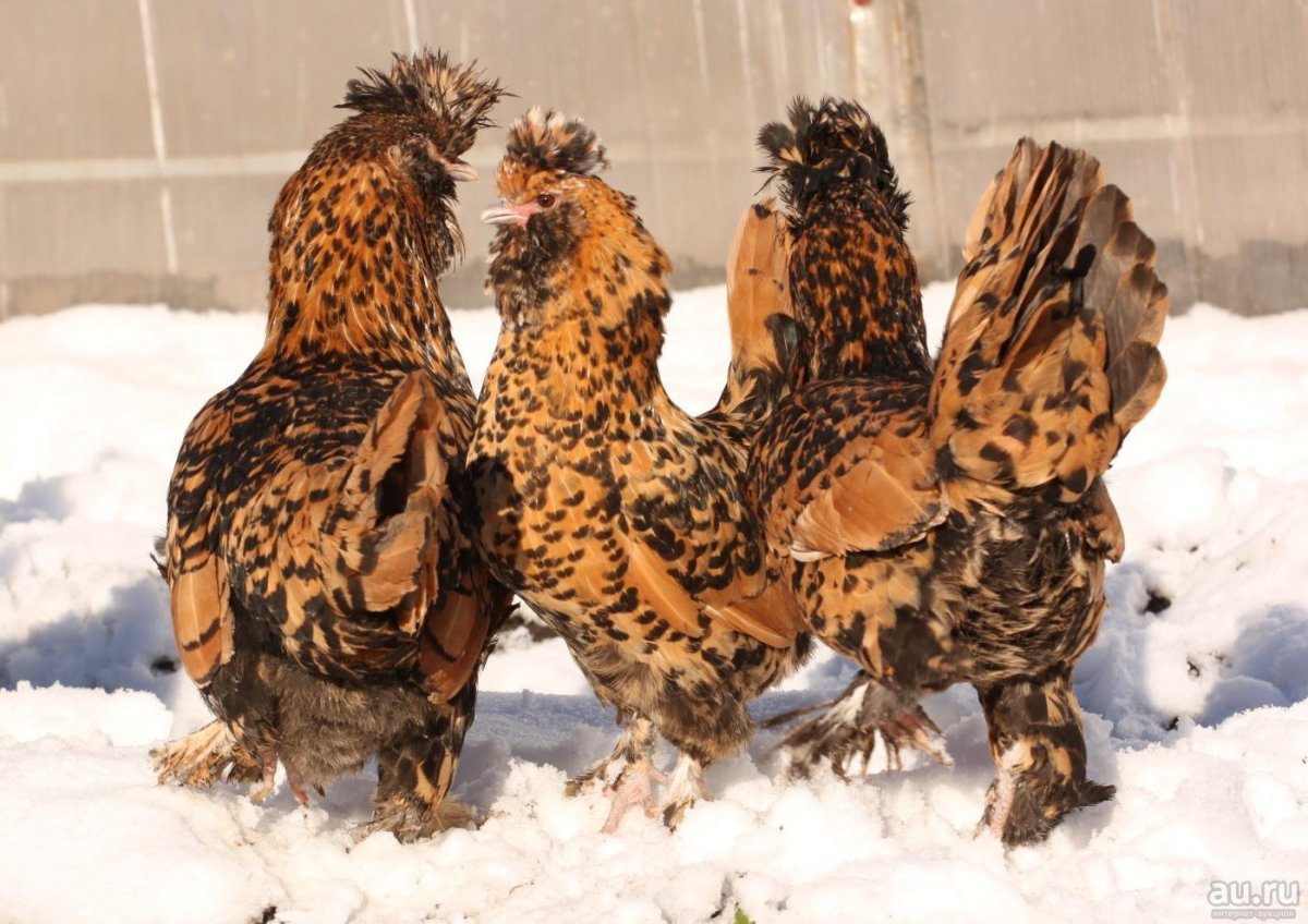 Павловская Золотая порода кур