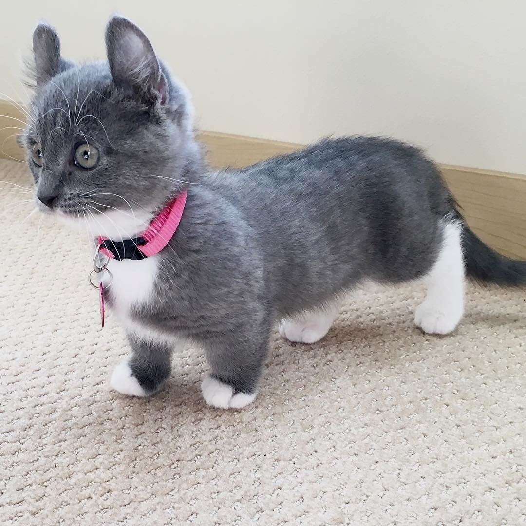 Манчкин котята