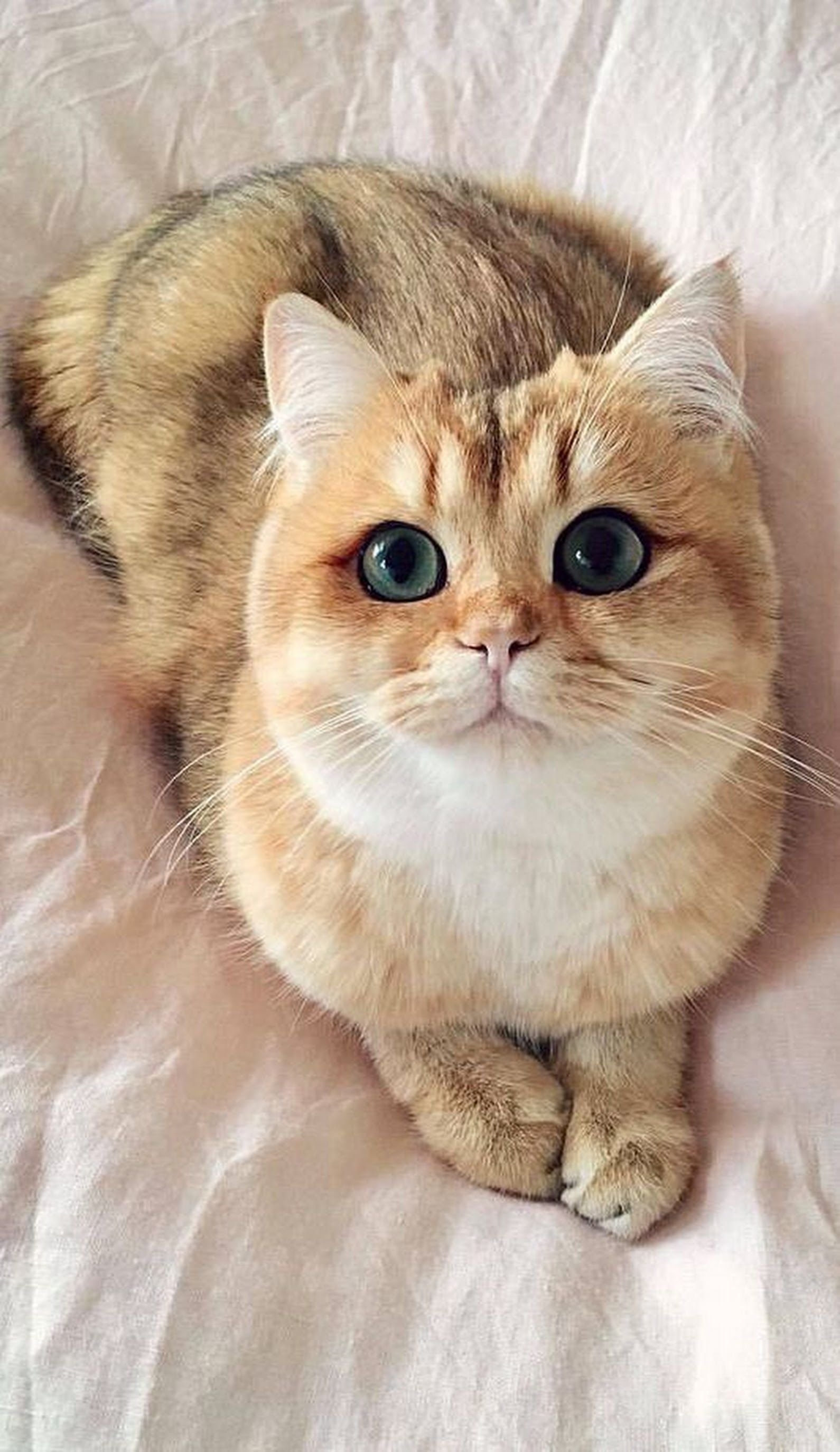 Порода самой милой кошки. Бритиш Шортхэйр персиковый. Манчкин шиншилла кошка. Британская Золотая шиншилла пушистая. Милый кот.