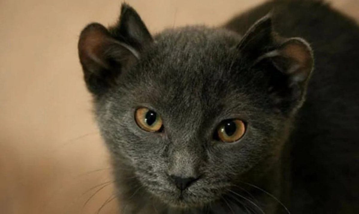 Кот йода с 4 ушами