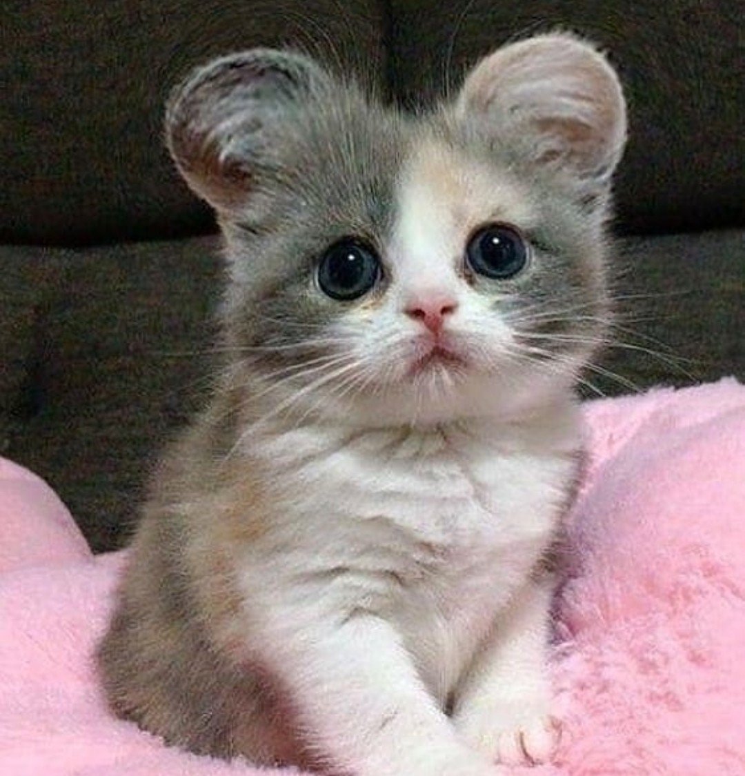 Котята породы кинкалоу