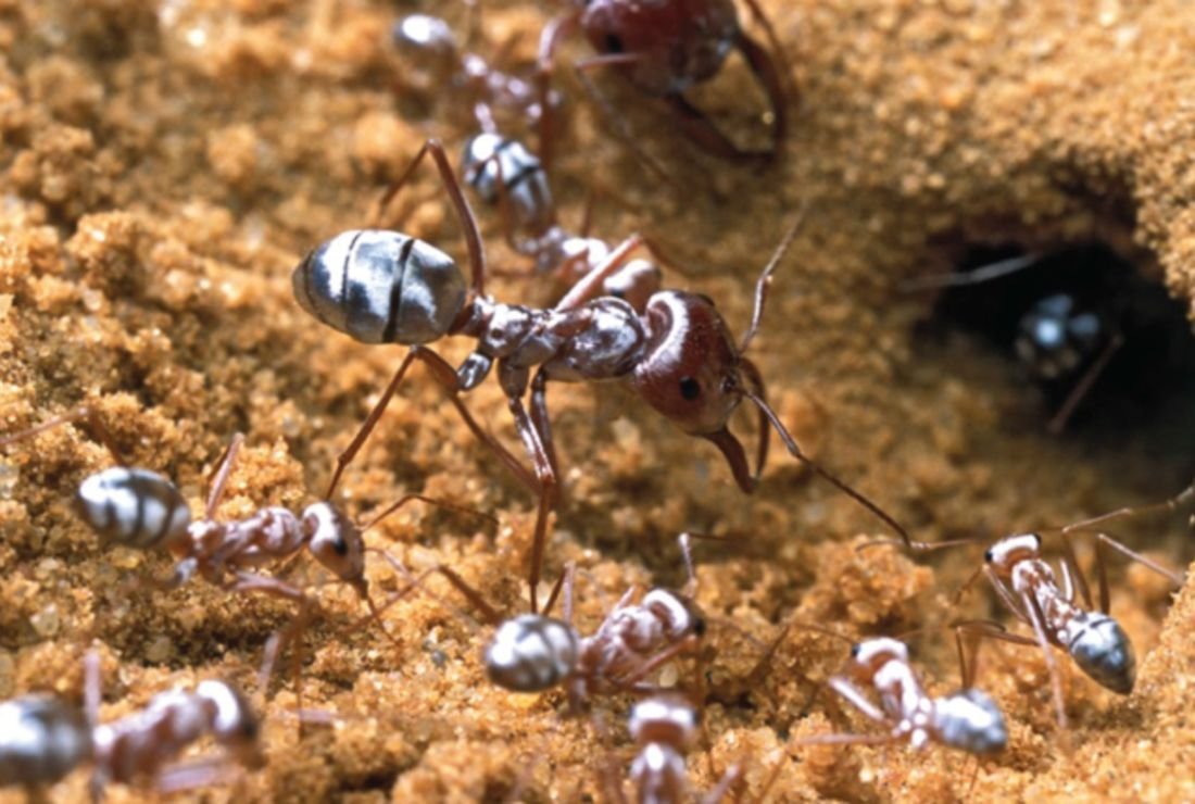 Муравьи на Бали