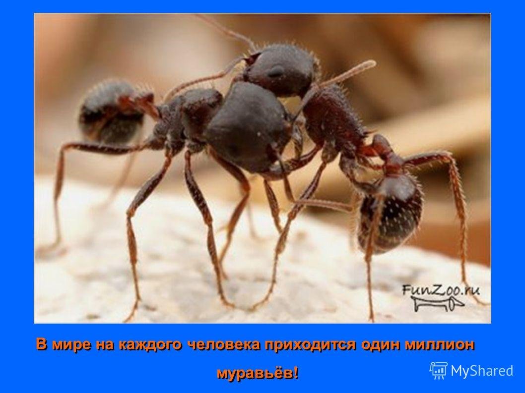 Фараоновые муравьи Муравейник