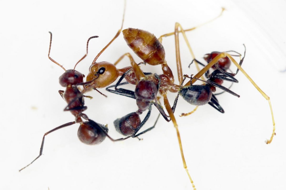 Красные муравьи кусаются