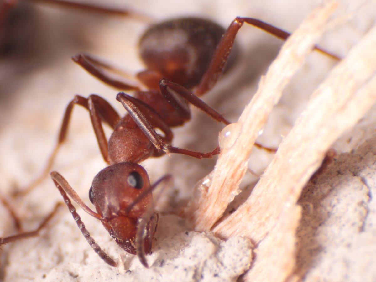 Муравей фото крупным планом