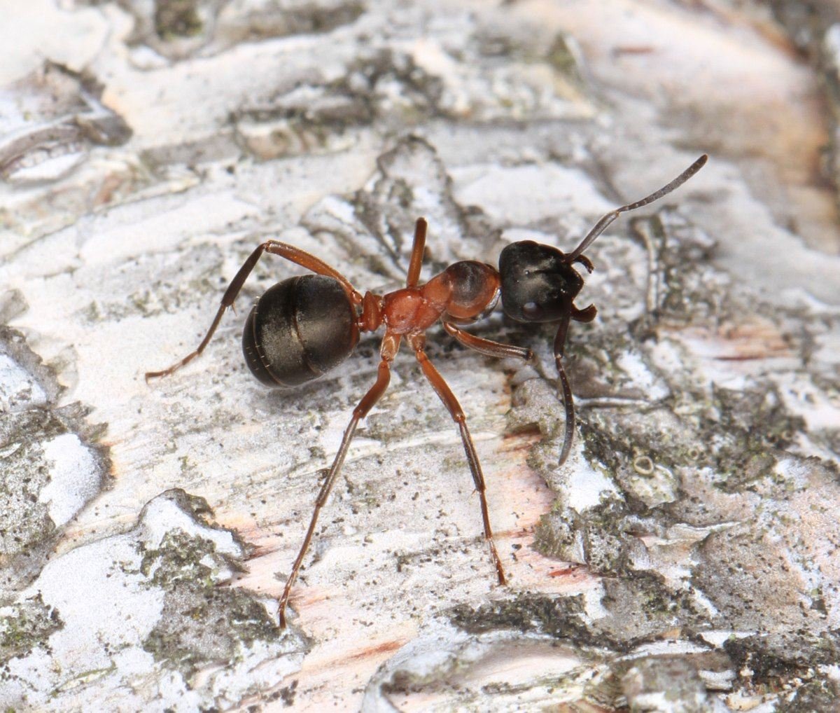 Муравей вор размер