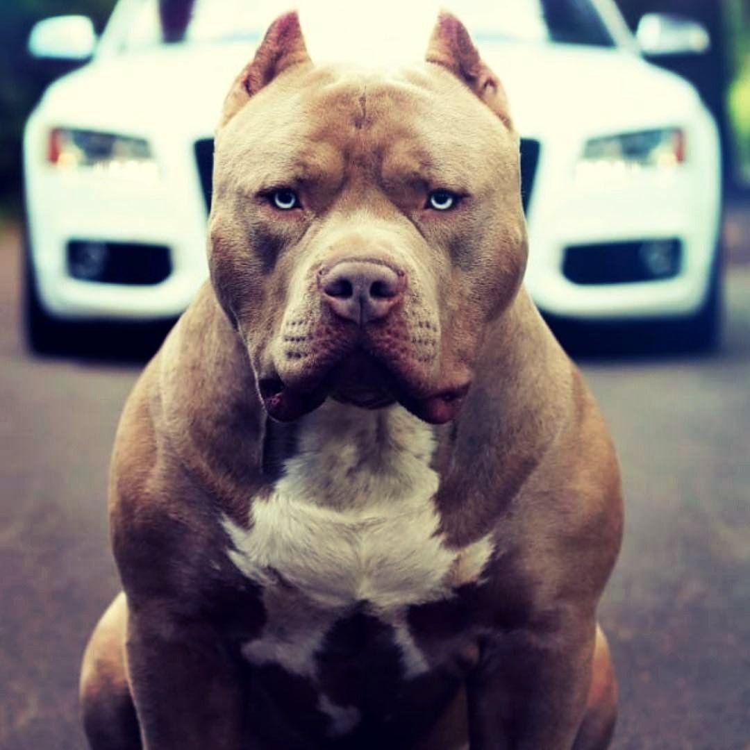 Собака в машине