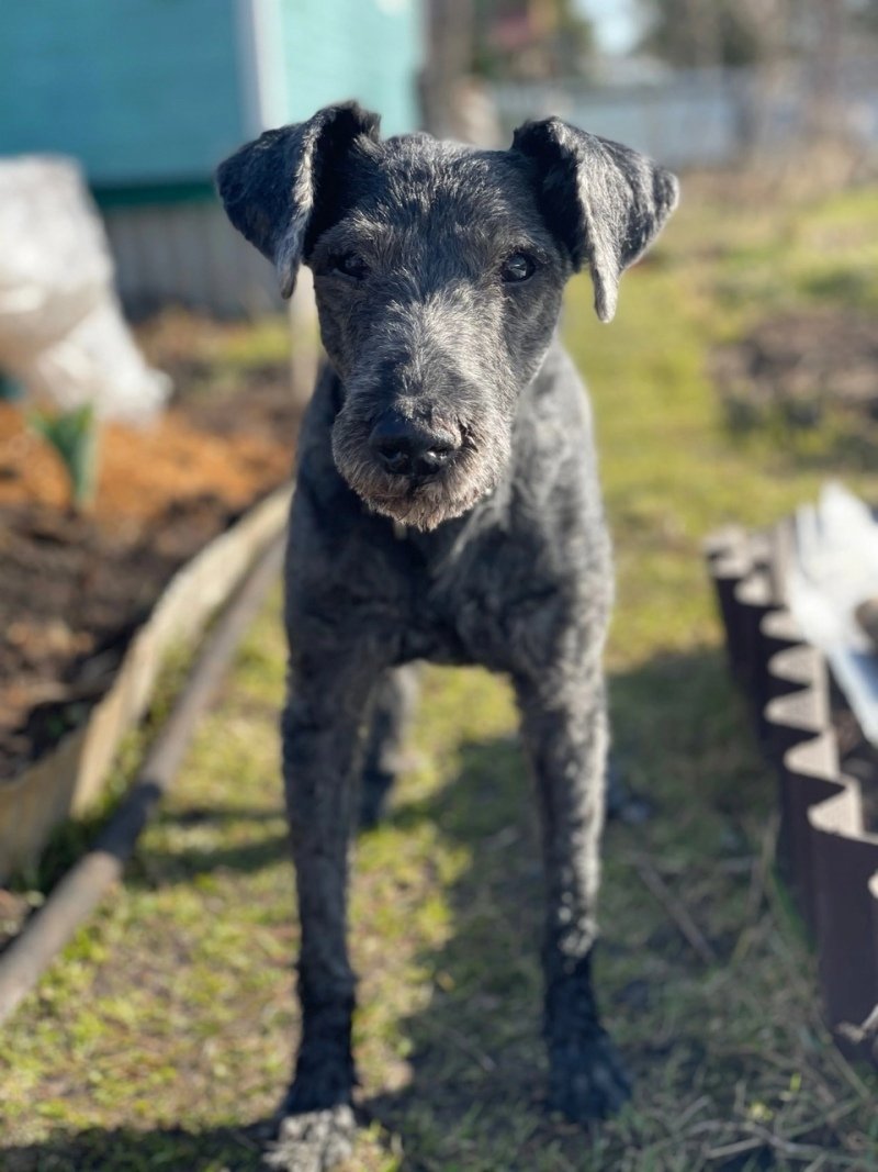 Кот в шапке ушанке