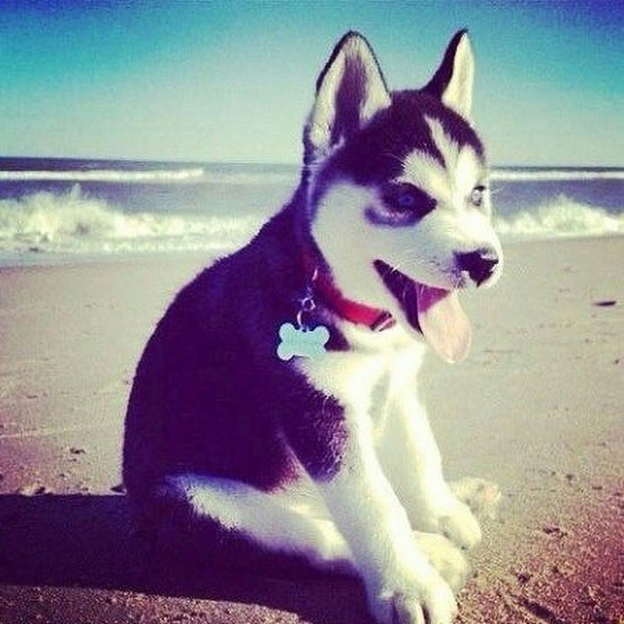 Собака фронтальная камера