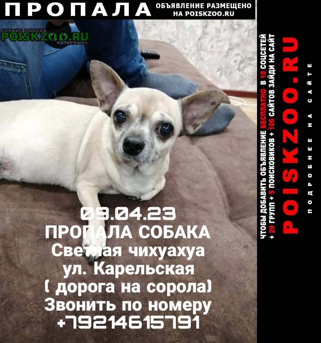 Пес в шапке