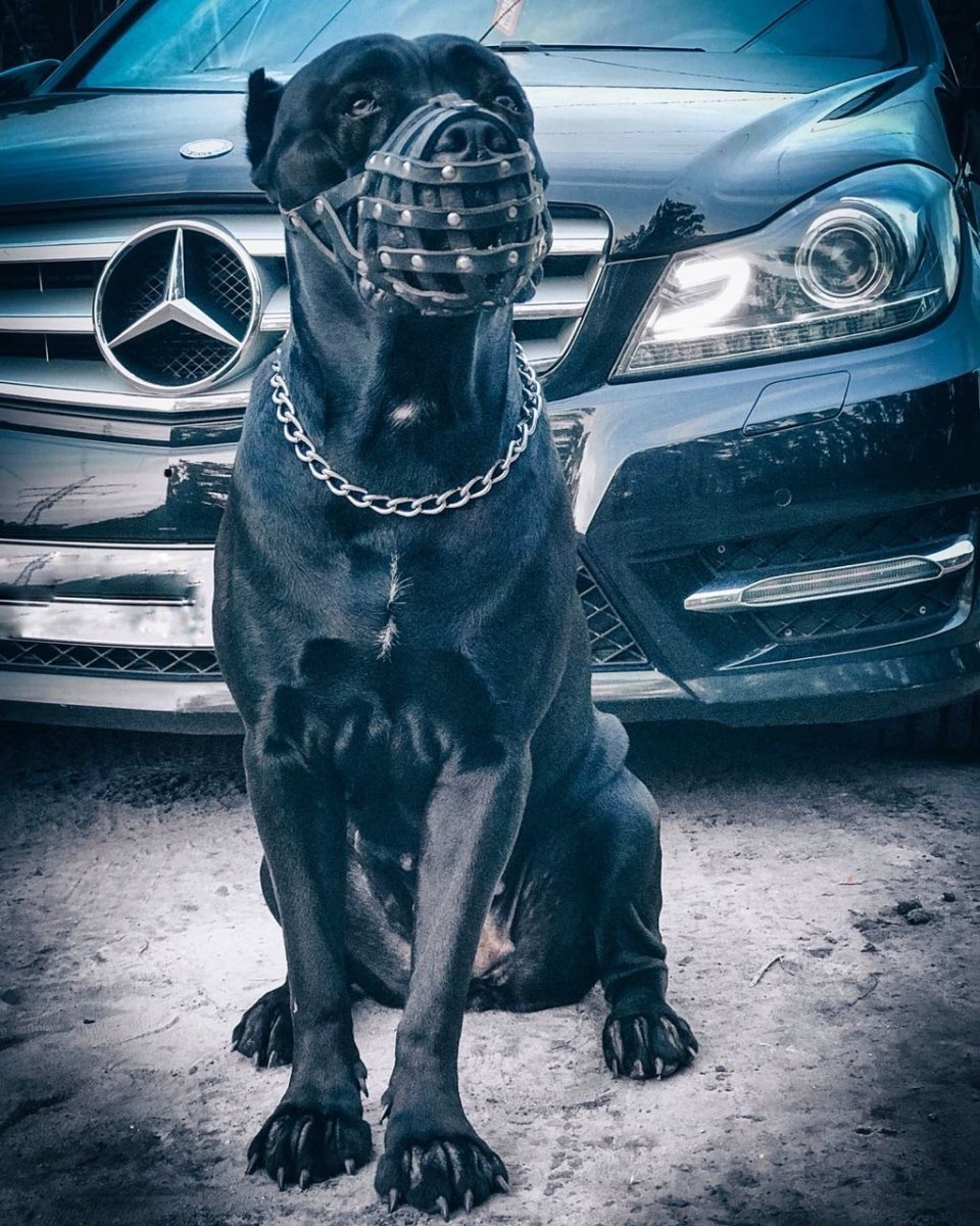 Шапка 'собака'