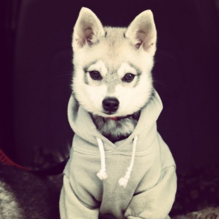 Пасть овчарки