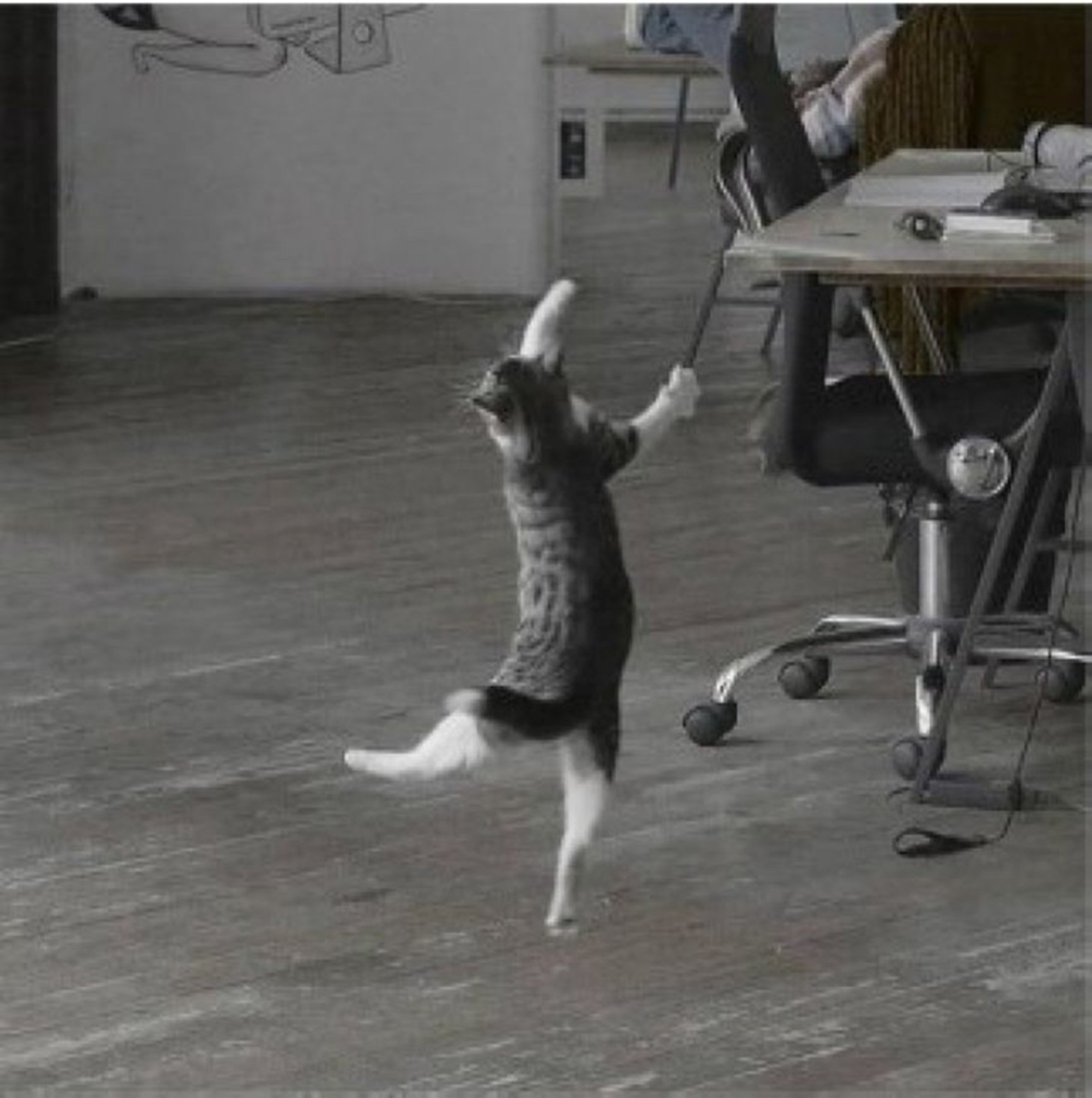 Игра dance cats. Коты танцуют. Танцующие кошки. Танцующий котенок. Танцы с котами.