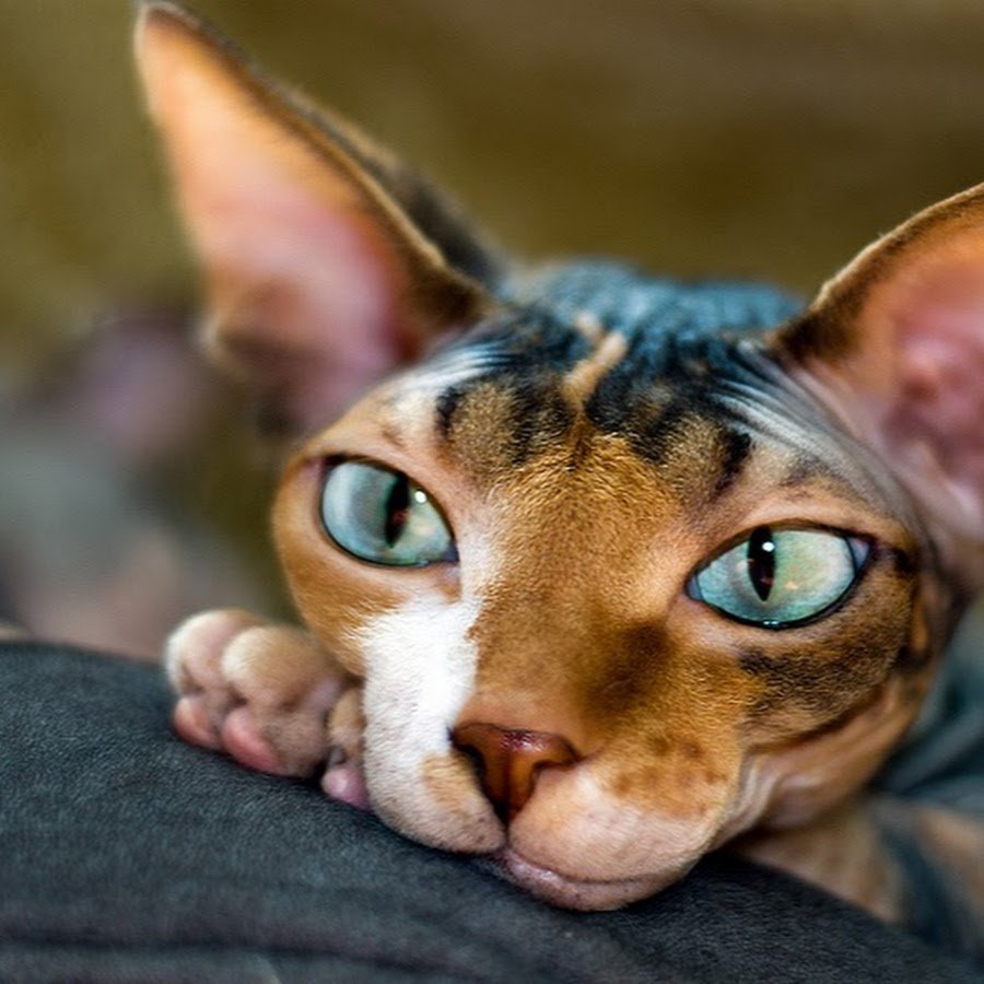 Лысый кот с большими ушами