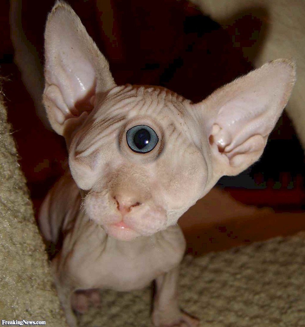 Кохона сфинкс