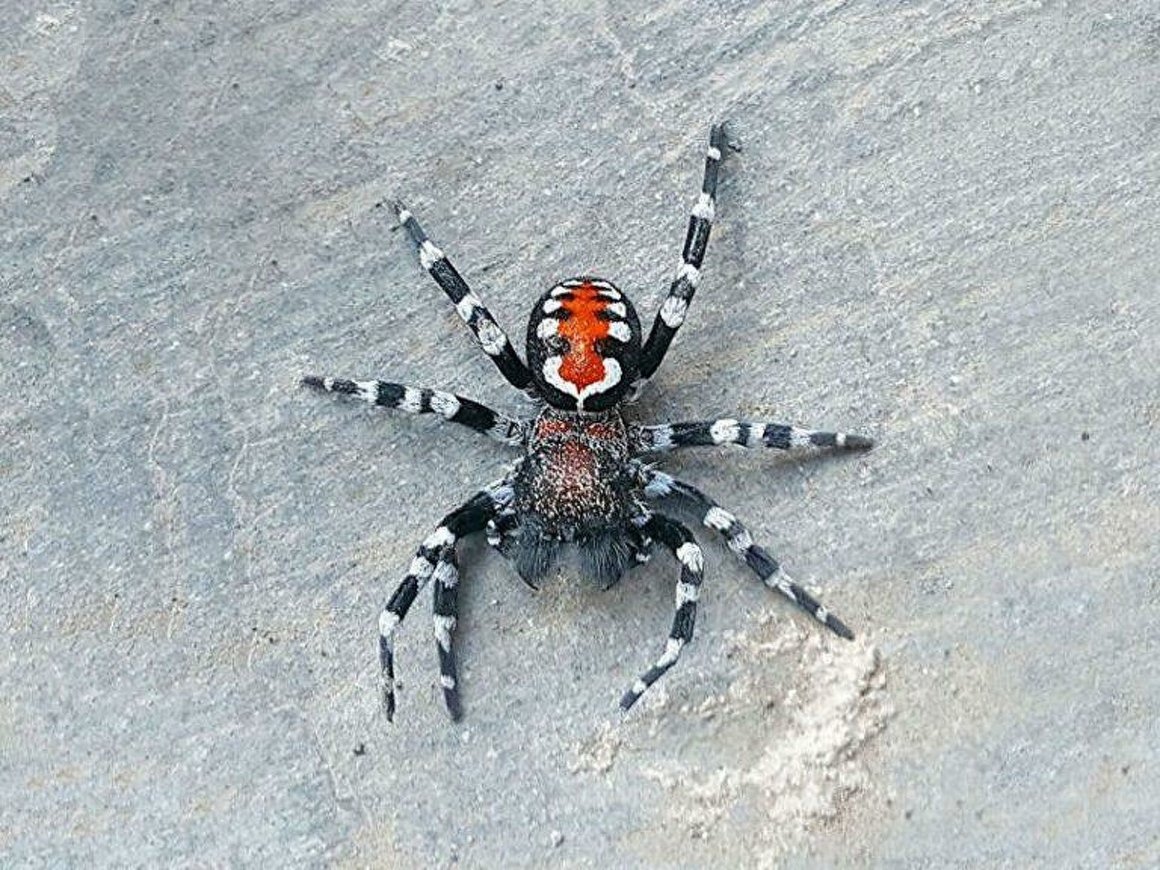 Паук Хоакин Феникс