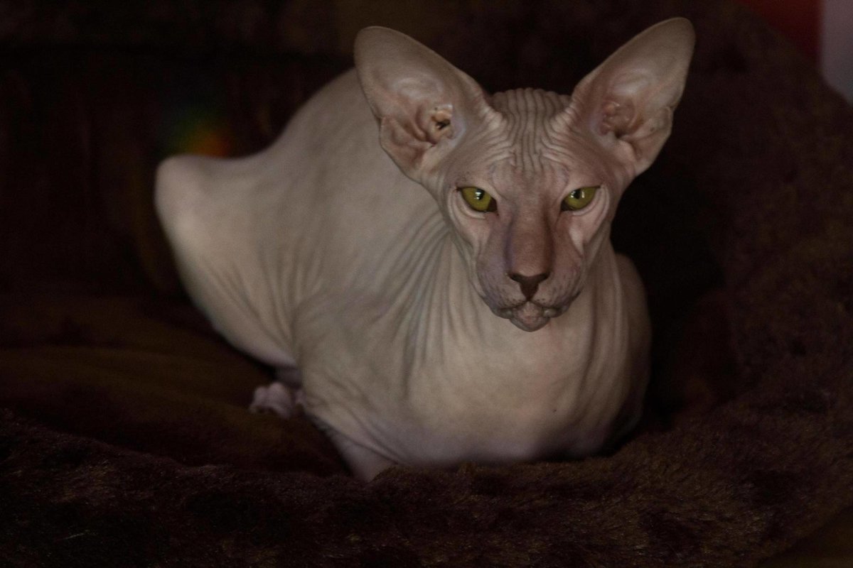 Сфинкс Петерболд