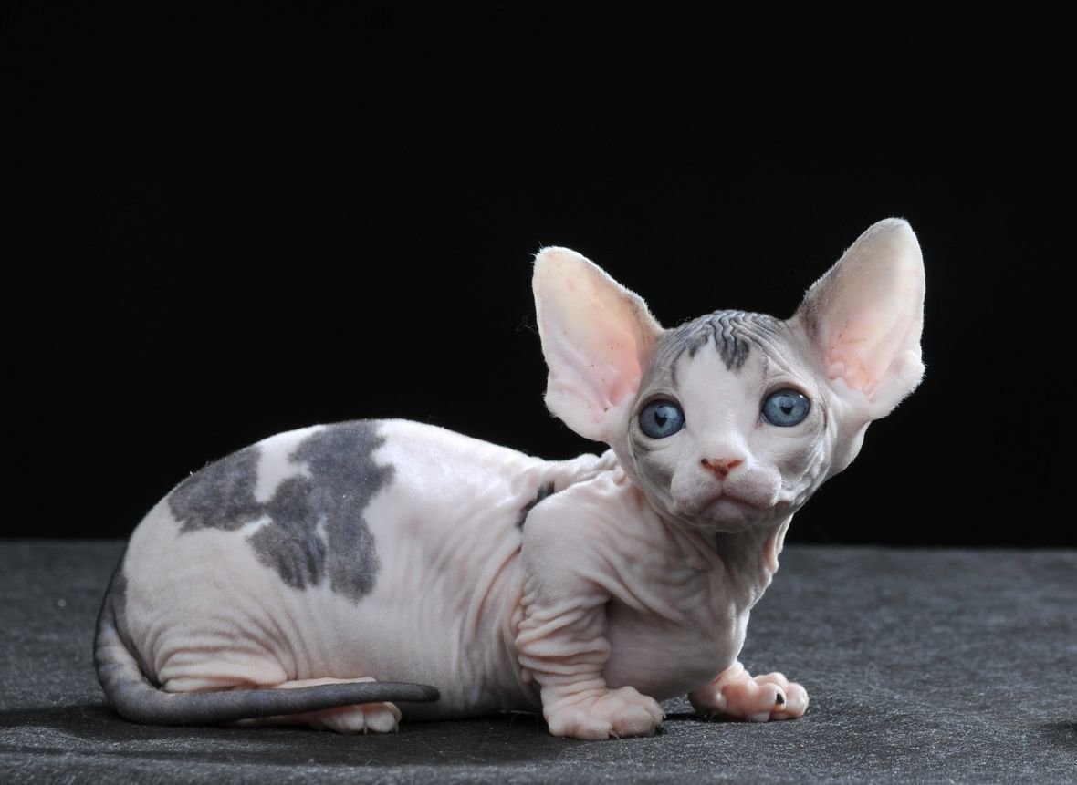 Абиссинский сфинкс