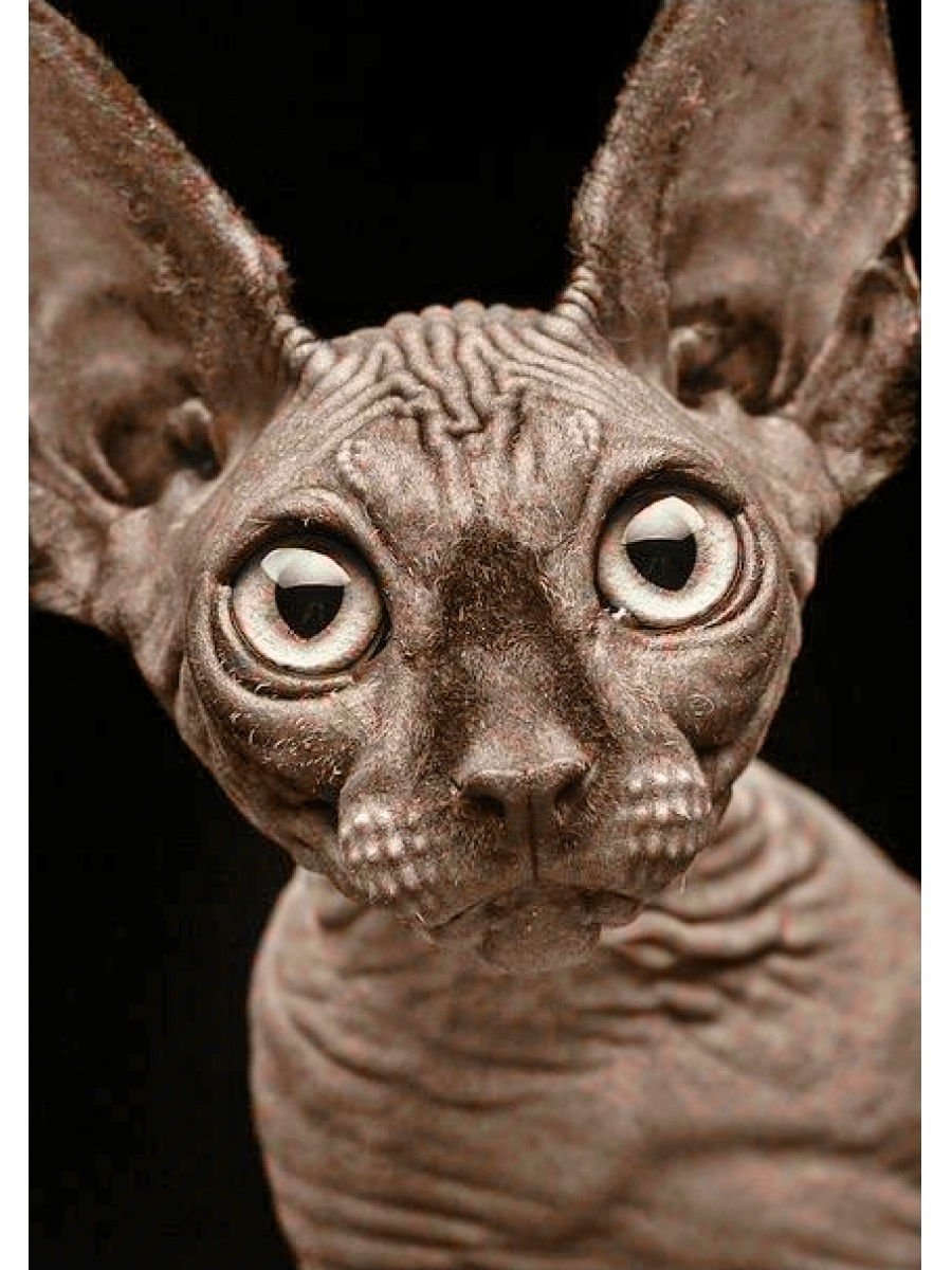 Лысые кошки сфинкс