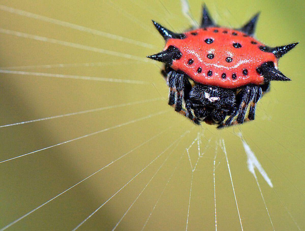 Рогатый паук ШИПАСТЫЙ кругопряд