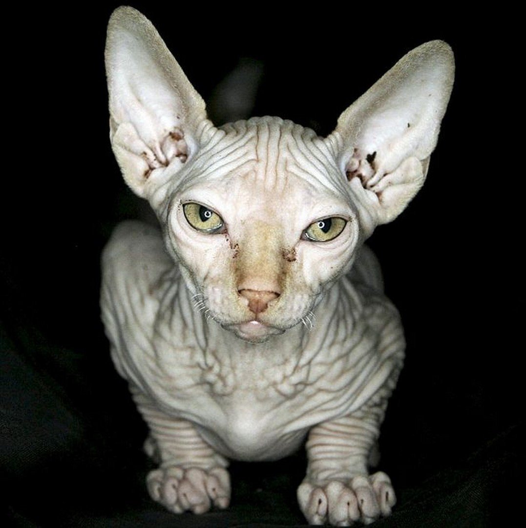 СКИФФ кот лысый