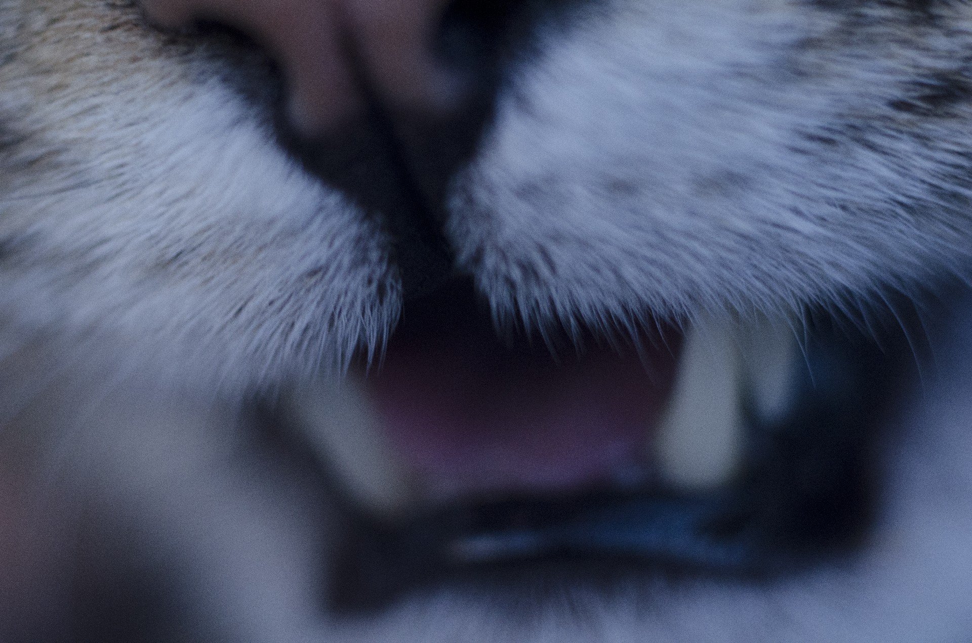 Кошка нос и рот. Нос кота. Кошачий носик. Кошачий нос с языком. Черный кошачий нос.