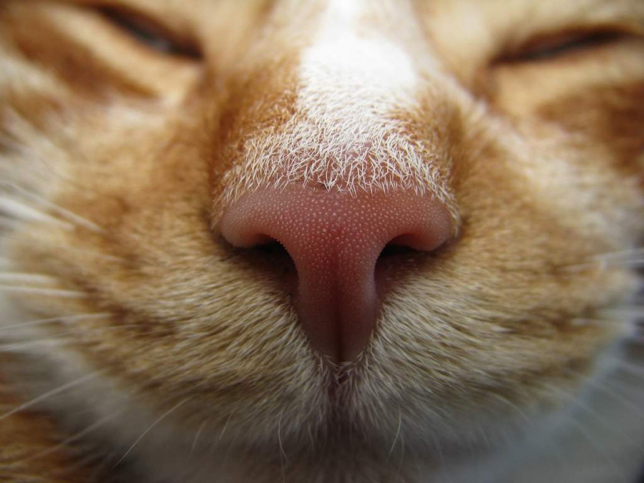 Кошка нос и рот. Нос кота. Кошачий носик. Нос кота фото.
