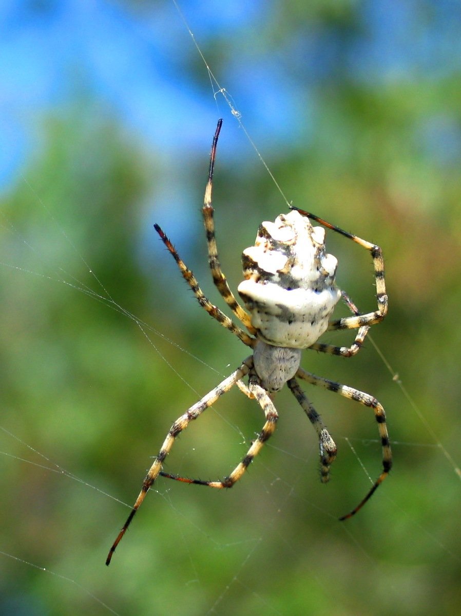 Аргиопа патиссон