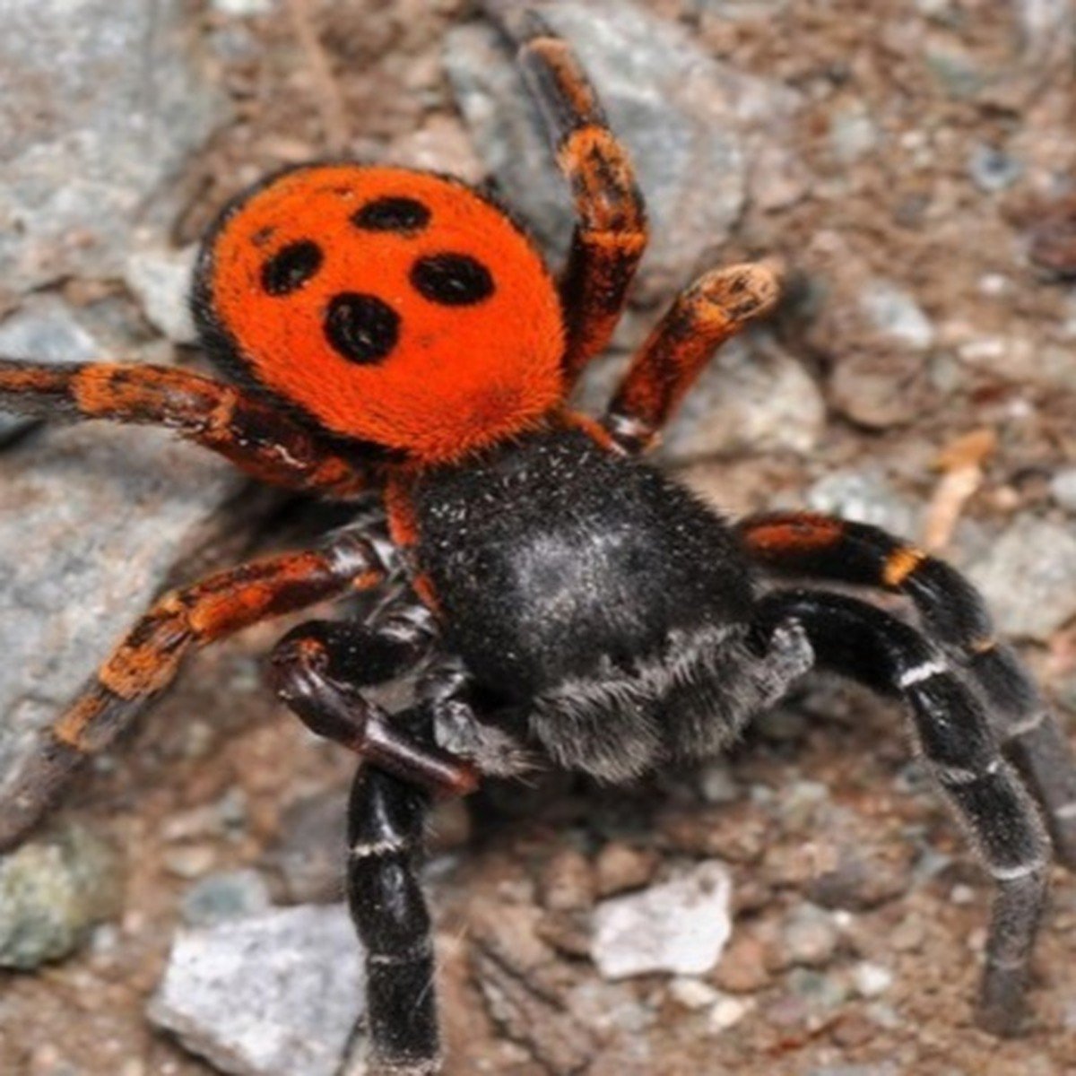 Волжский паук