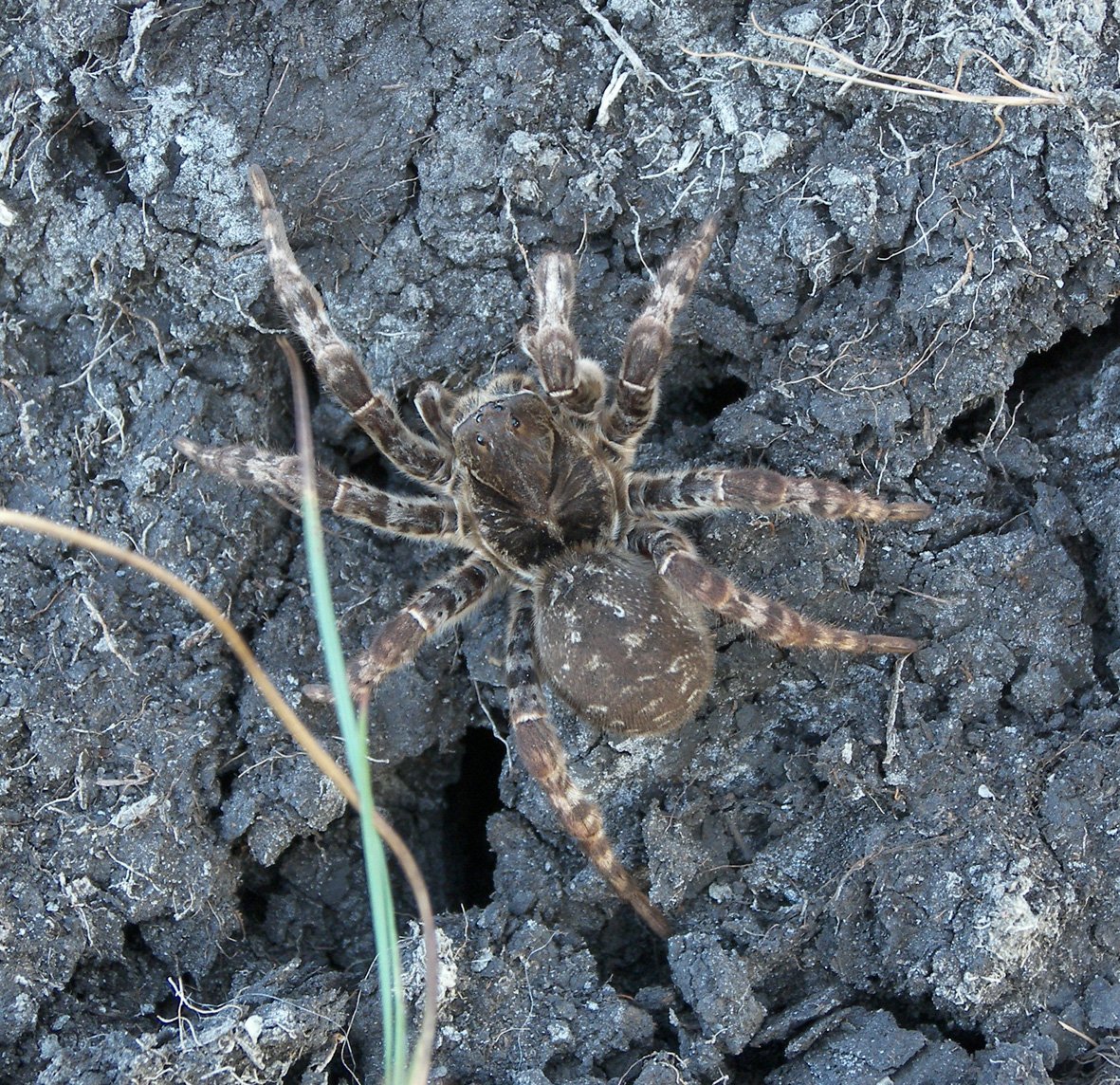 Южнорусский Тарантул