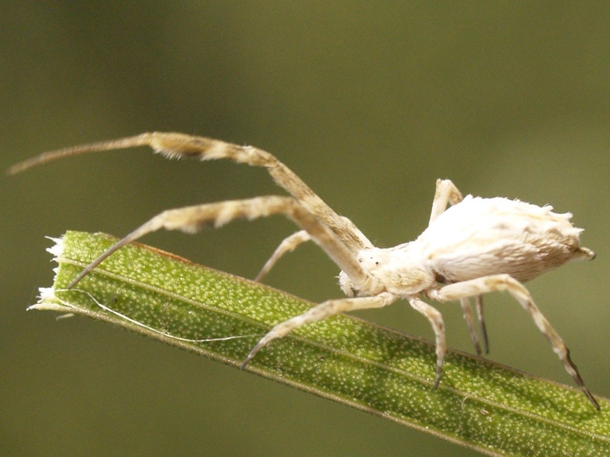 Uloborus walckenaerius