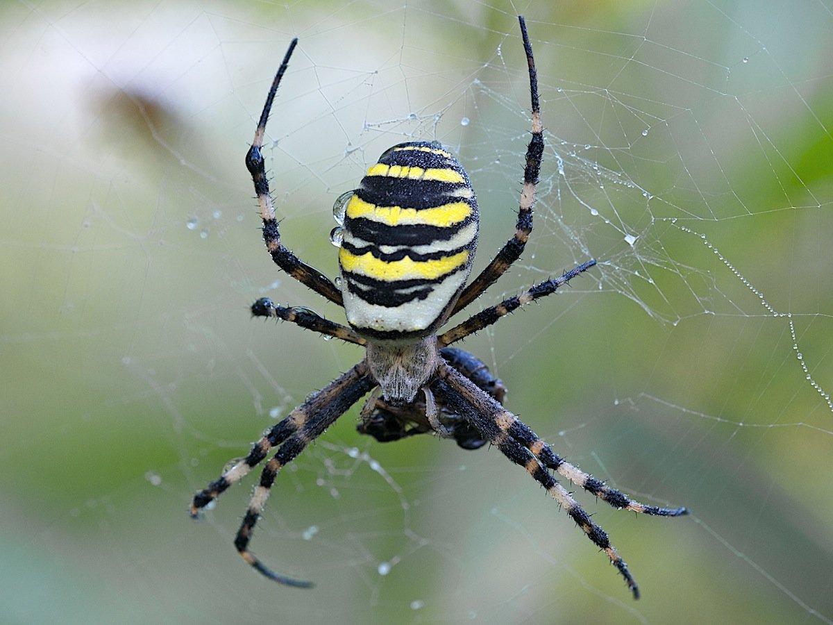 Аргиопа паук ядовитый или нет