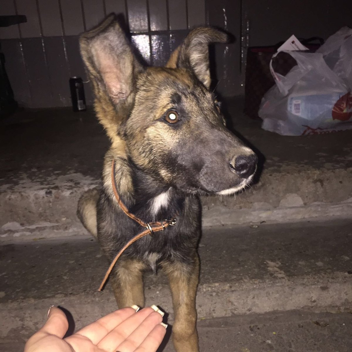 Смесь немца и дворняги
