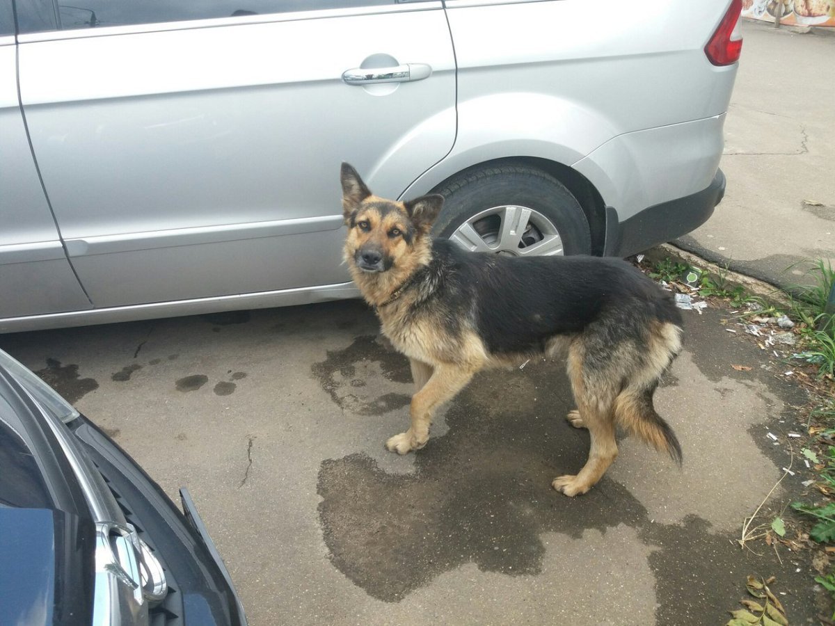 Смесь овчарки с дворняжкой