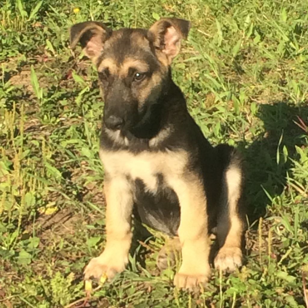 Метис овчарки и дворняги