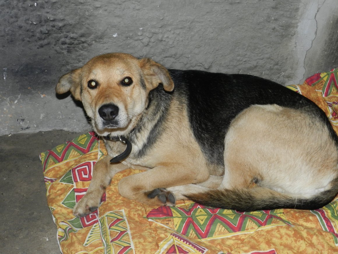 Метис дворняги