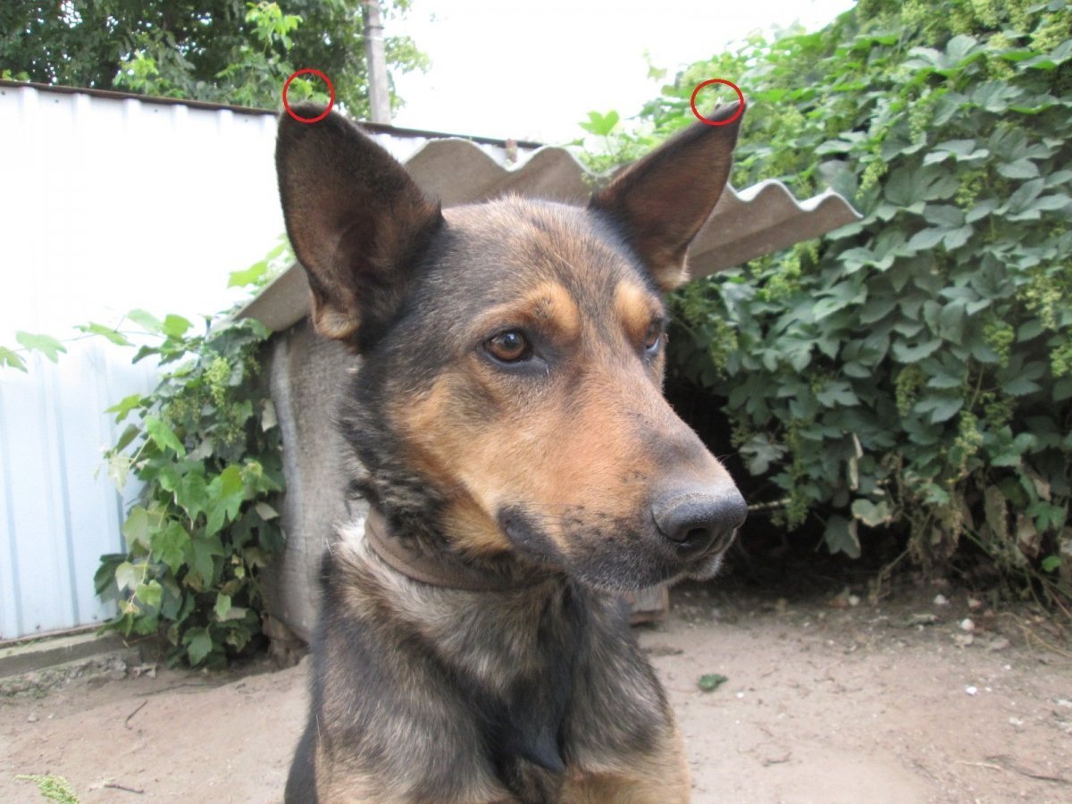 Смесь бельгийской овчарки и дворняги