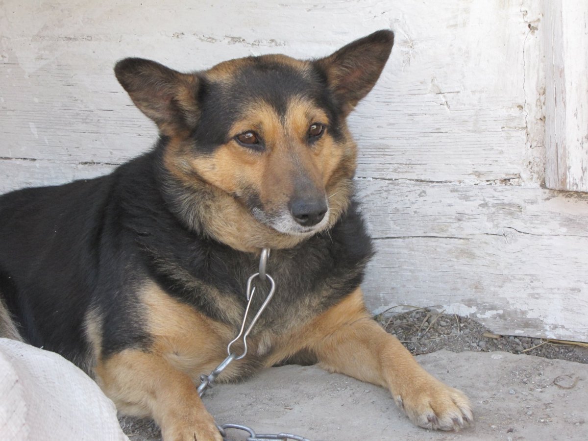 Дворняжка лайка овчарка