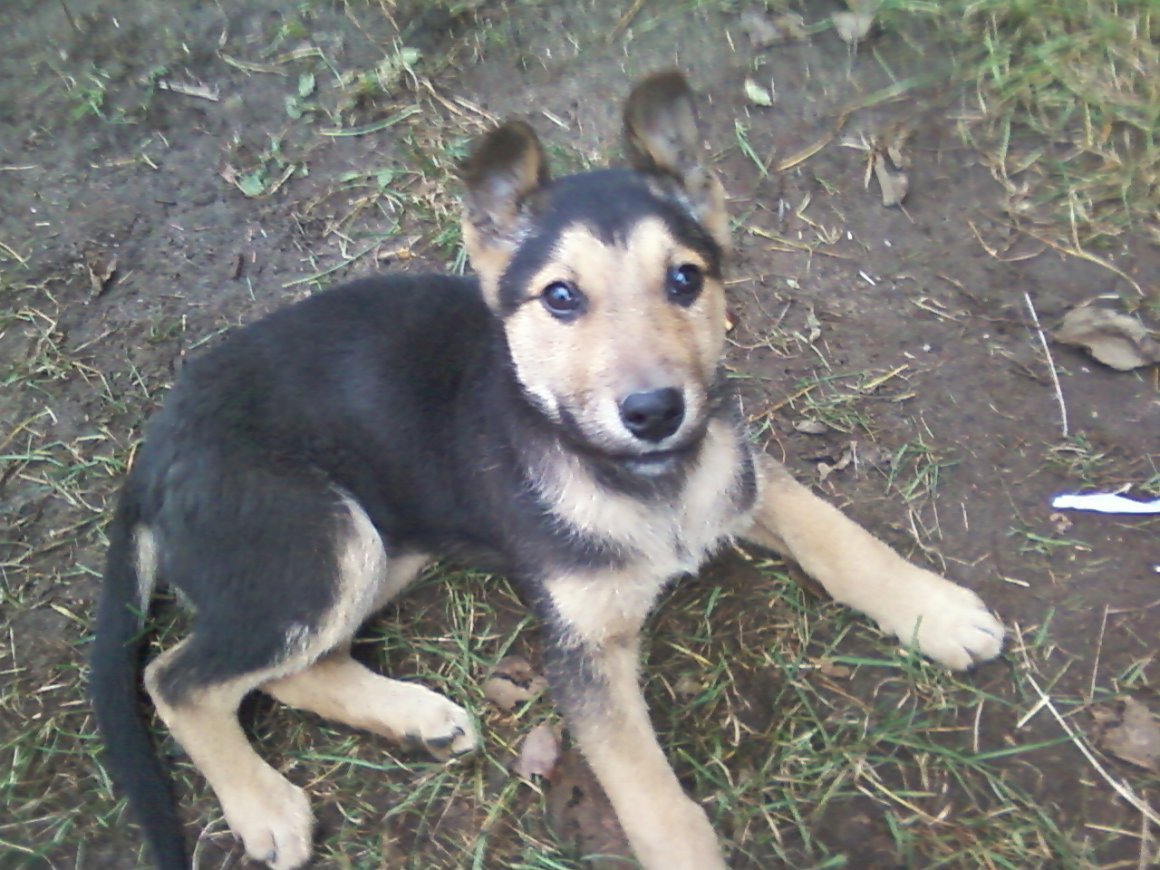 Помесь лайки и овчарки