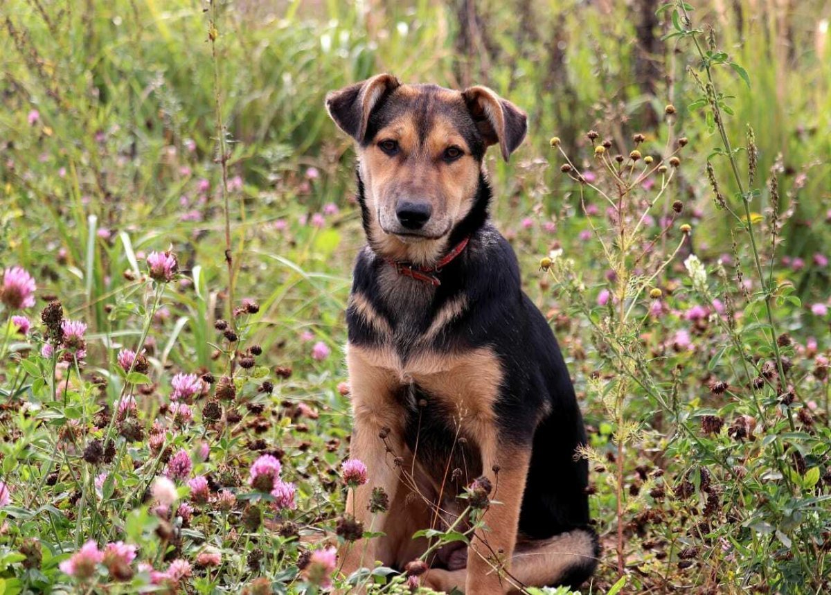 Дворняги собаки метис