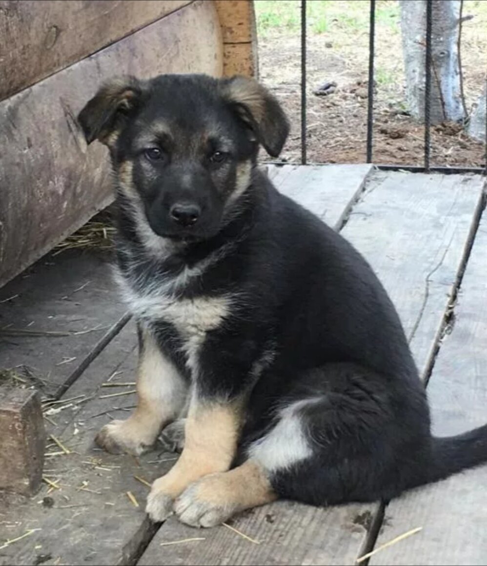 Метис овчарки и дворняги