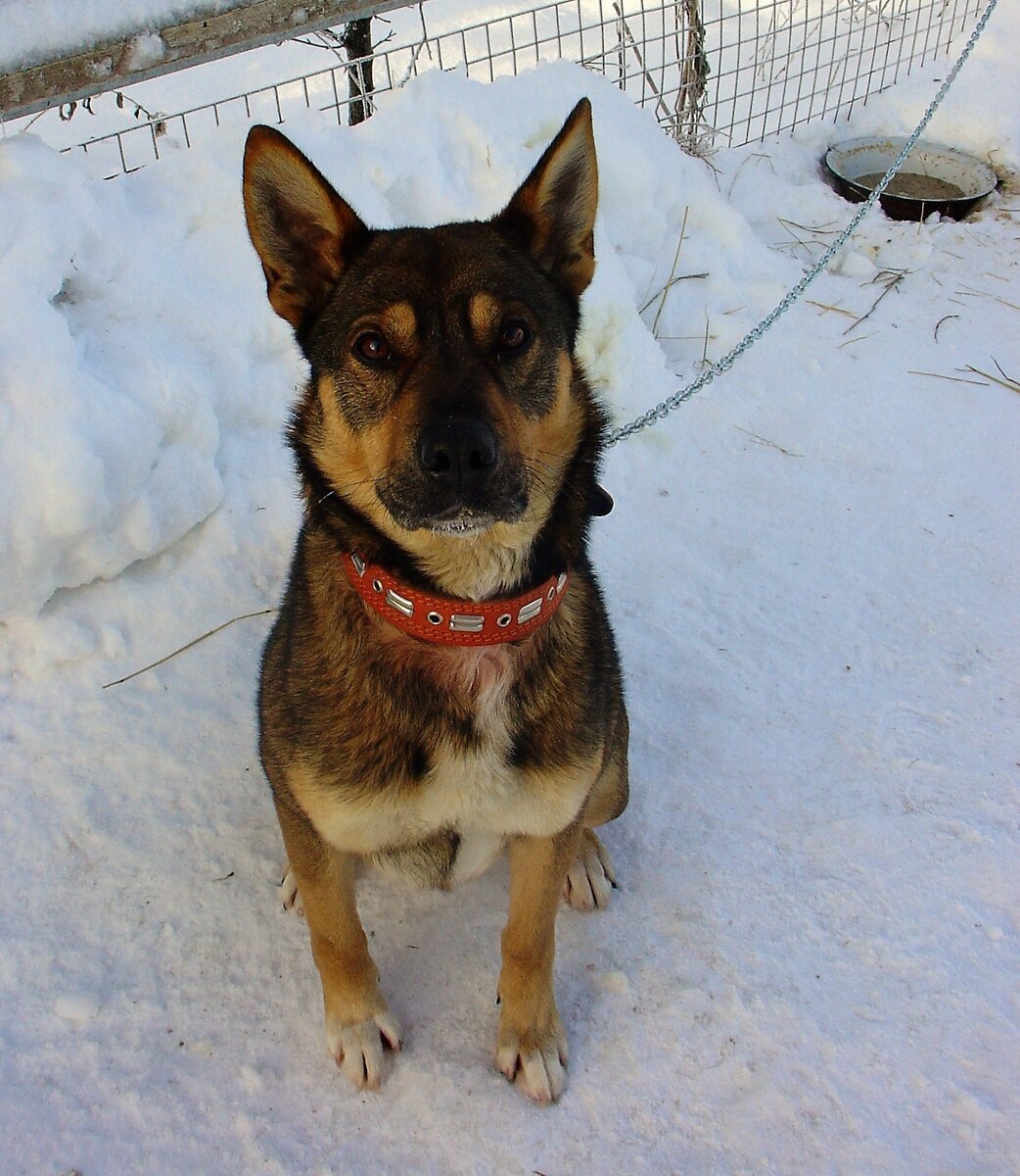 Метис овчарки