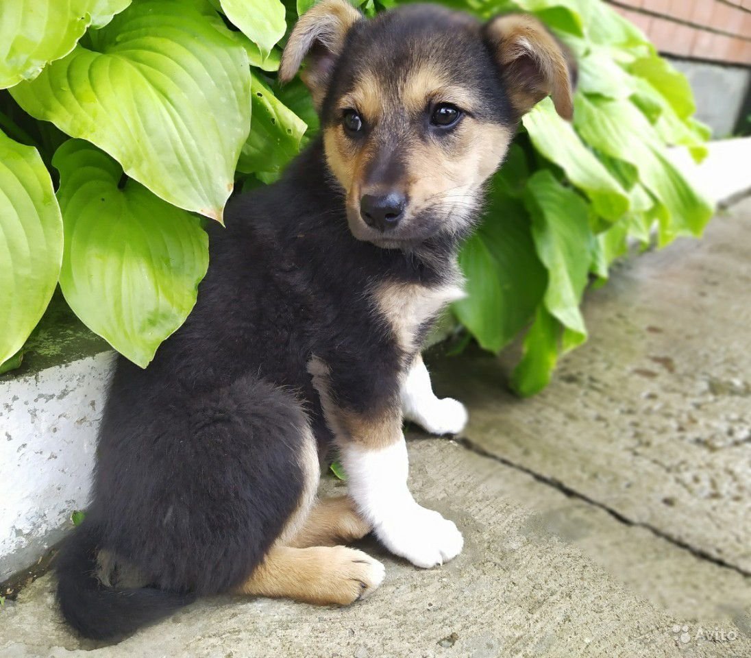 Метис овчарки и дворняги