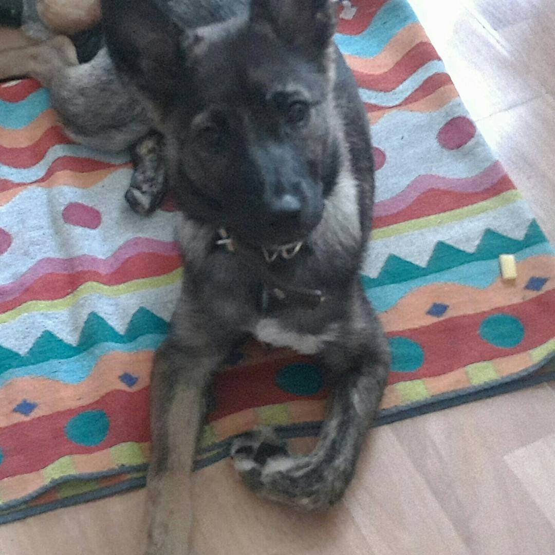 Метис овчарки и дворняжки 5 месяцев