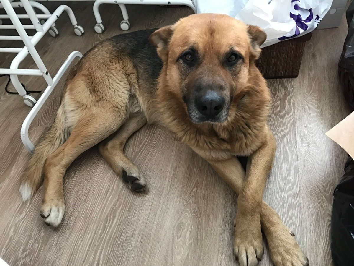 Метис хаски и ротвейлера