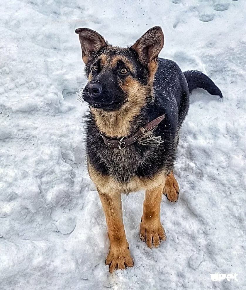 Метис овчарки и дворняги