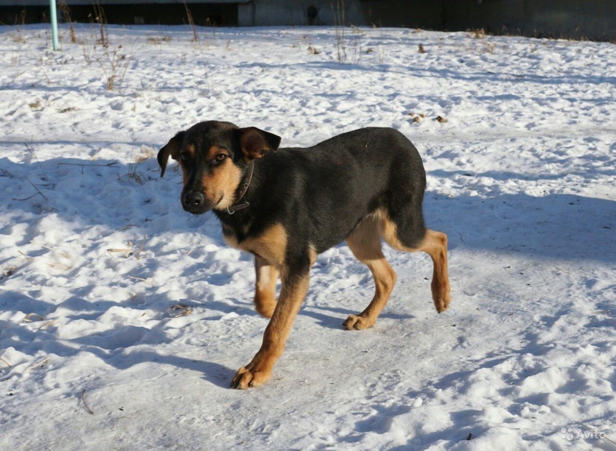 Метиз восточноевропейской овчарки
