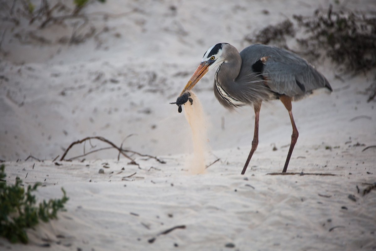 Заставка Цапли на озере