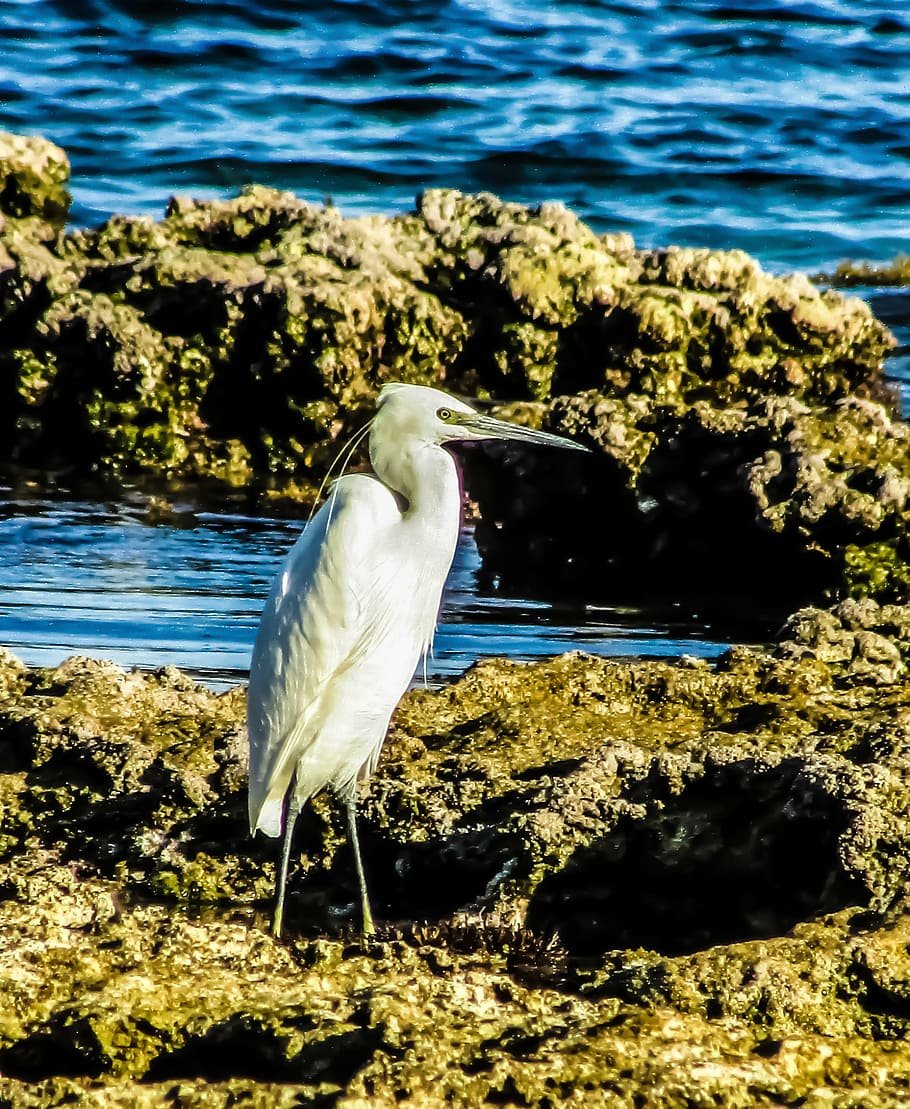 Морские птицы Вьетнама