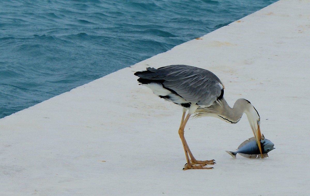 Серая цапля на Мальдивах